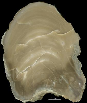 https://files.geocollections.info/large/6f/6d/6f6d1766-1b41-4076-85fa-6b41b531e1f1.jpg