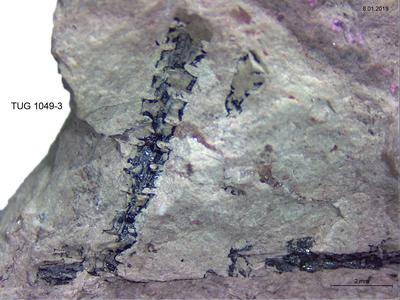 https://files.geocollections.info/large/6f/6d/6f6d8189-f2d8-469b-8d46-c2904f7bffb6.jpg