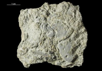 <i></i><br />Päärdu outcrop,  m, Adavere Stage