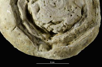 <i>Osprioneides kampto Beuck et Wisshak, 2008</i><br />Alliku ditches, Harjumaa,  m, Jõhvi Substage
