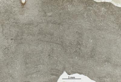 https://files.geocollections.info/large/6f/da/6fda6a9e-7204-4ff5-89a2-fa1b83380654.jpg