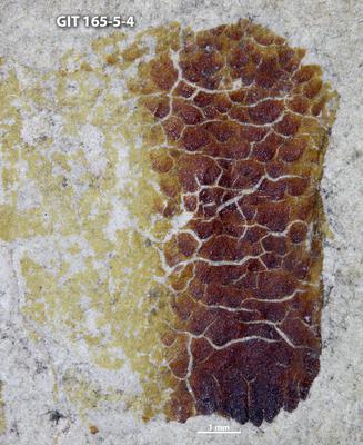 https://files.geocollections.info/large/70/03/7003ea1c-a145-4d6d-8e0d-1637ac0d9e7f.jpg