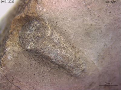 <i></i><br />Kiiu (near to Peterburi road),  m, Kunda Stage