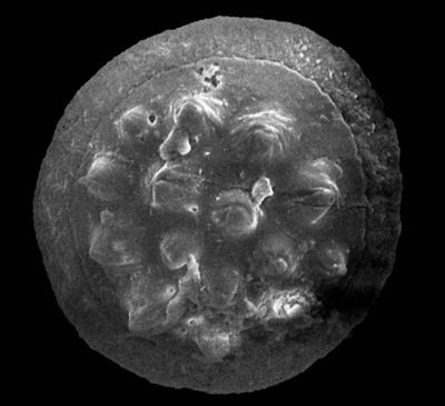 https://files.geocollections.info/large/70/2a/702adcb5-e5d1-40ab-9c8a-b4e3adec723e.jpg