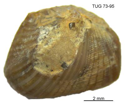 https://files.geocollections.info/large/70/51/70515c0d-7e12-42d1-b5be-9c9f8618f397.jpg
