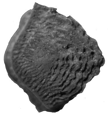 https://files.geocollections.info/large/70/6e/706e259b-85ca-49b1-a281-eb525865932f.jpg