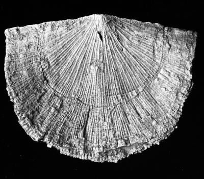 https://files.geocollections.info/large/70/72/707218f3-59cc-4faf-89e4-33e4fad193d0.jpg