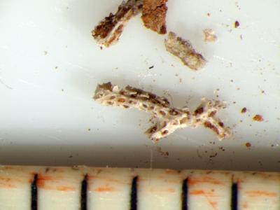 https://files.geocollections.info/large/70/82/7082c1c7-c3d9-4987-a36b-2ad938c2e400.jpg