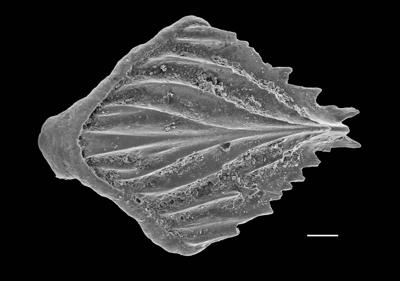 https://files.geocollections.info/large/70/91/70919ab9-8005-4518-b25e-49540e51f78f.jpg