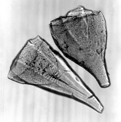 https://files.geocollections.info/large/70/d9/70d9d6c1-3a5b-4721-bcea-84e828578e97.jpg