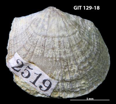 https://files.geocollections.info/large/70/df/70df5635-4ae5-4966-b068-83e033ac201a.jpg