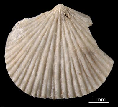 https://files.geocollections.info/large/71/06/71069b4f-bfb3-4f13-9192-6d52f481d6f9.jpg