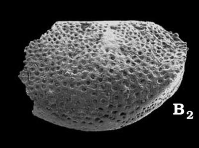 https://files.geocollections.info/large/71/2d/712d88e1-cd98-48de-beb6-7528b4db5e33.jpg