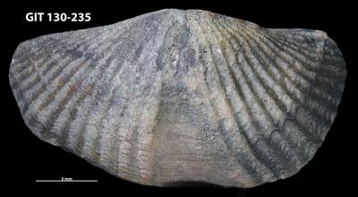 https://files.geocollections.info/large/71/37/7137081d-e22c-4214-99b7-702ebf4287ac.jpg
