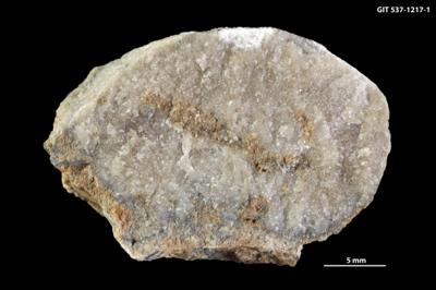 <i>Sanctum isp.</i><br />Väike-Pakri Island,  m, Kunda Stage