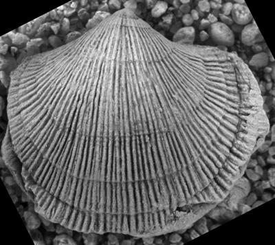 https://files.geocollections.info/large/71/a2/71a20793-762d-458d-8129-8a252b918043.jpg