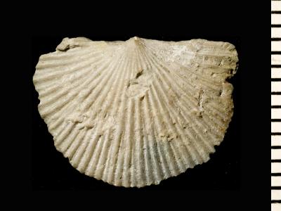 https://files.geocollections.info/large/71/a3/71a3e5ce-8773-44a9-8d9d-b3f5d650a1d5.jpg