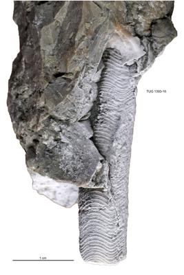 https://files.geocollections.info/large/71/cd/71cd2779-255b-4da6-b911-97dda5d5f34e.jpg