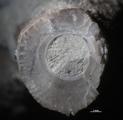 https://files.geocollections.info/large/71/d7/71d72b89-c7b8-4264-8092-700827930fdb.jpg