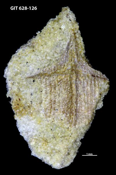 https://files.geocollections.info/large/71/fa/71fa3d35-d39e-4daf-87c8-97acd779ef69.jpg