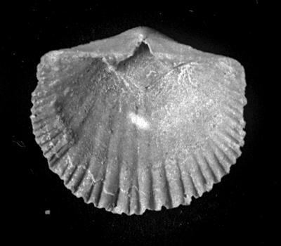 https://files.geocollections.info/large/72/10/7210ecf3-b2fb-469f-ba39-0a15bc9c0dd3.jpg