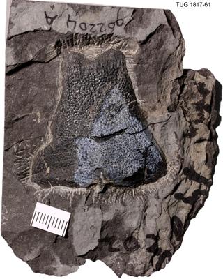 https://files.geocollections.info/large/72/32/72329ae1-fbb9-473d-8d5a-b46380e77893.jpg
