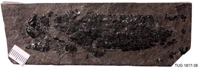 https://files.geocollections.info/large/72/43/7243ef33-0cd2-40b5-b388-9ab07f6c4af7.jpg