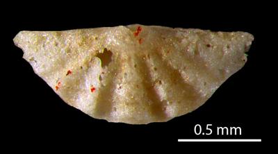 https://files.geocollections.info/large/72/50/72501899-3249-44c1-8209-629b617d69b4.jpg