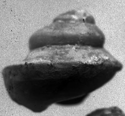 https://files.geocollections.info/large/72/59/7259aadf-3d93-4d7c-bacb-a9b73976af10.jpg