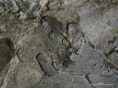 https://files.geocollections.info/large/72/c6/72c6288c-6f94-402b-9893-3650e86395f3.jpg