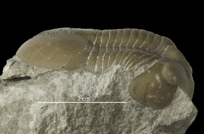 https://files.geocollections.info/large/72/cb/72cb671c-0143-4642-b075-3981639e9842.jpg