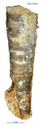 https://files.geocollections.info/large/72/ef/72ef3a8a-49c0-4ebe-a71b-59b65a4dfce1.jpg