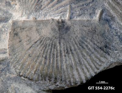 https://files.geocollections.info/large/72/fb/72fb056b-ae1d-4262-9522-cd4b25029212.jpg