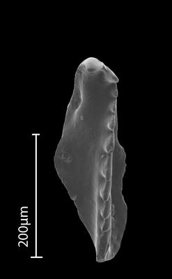 <i></i><br />Bebirva 111 borehole, 1103.95 m, Ludfordian