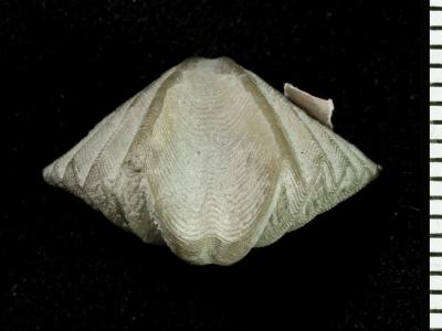 https://files.geocollections.info/large/73/1a/731a23bb-fa31-4c63-9896-c3a6e87b27ce.jpg