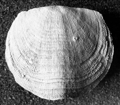 https://files.geocollections.info/large/73/46/7346503c-6667-4f9f-84c2-dd20b557446e.jpg