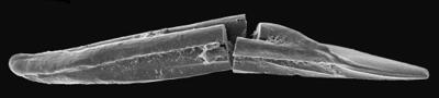 https://files.geocollections.info/large/73/4b/734bf9a0-2edc-4ce8-8468-46315614bc01.jpg