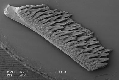 https://files.geocollections.info/large/73/4f/734f5811-6685-41c2-bbed-5496db449d67.jpg