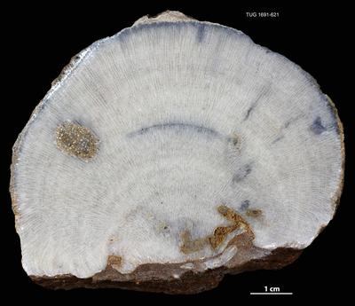 https://files.geocollections.info/large/73/6c/736c18d1-c031-46f9-a31d-8854fb09f931.jpg