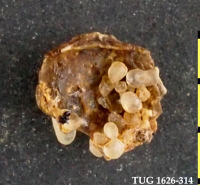 https://files.geocollections.info/large/73/9e/739eefd5-66d8-4c19-8cd7-3e2fe7864356.jpg