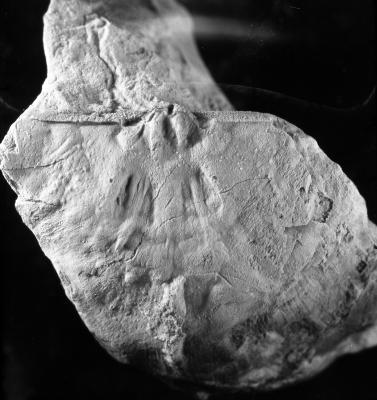 https://files.geocollections.info/large/73/b3/73b33b07-28d7-47cb-9c8d-f2a32986a7f2.jpg