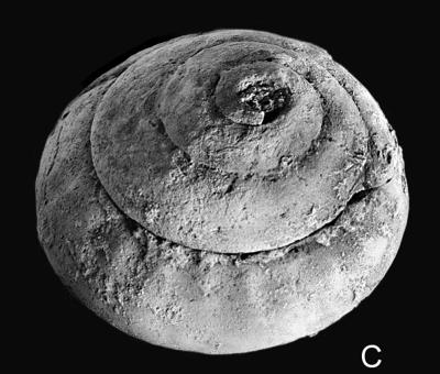 https://files.geocollections.info/large/73/b5/73b5b74b-37a8-4afd-b8c8-171a543bf3ca.jpg