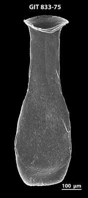 <i><i>Lagenochitina megaesthonica</i></i><br />Baldone 80 borehole,  m, Kunda Stage (833-75)