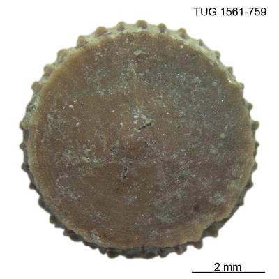 https://files.geocollections.info/large/73/cf/73cf9fc1-bc3f-4d2e-9fdc-c00e12937699.jpg