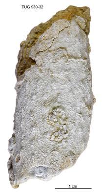 https://files.geocollections.info/large/73/e5/73e5710f-fb4f-4dc8-a66e-5e3b5b812851.jpg