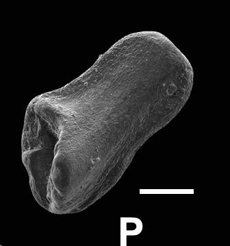 https://files.geocollections.info/large/73/e6/73e6b248-2bb2-42f2-a84b-004b4f519d46.jpg