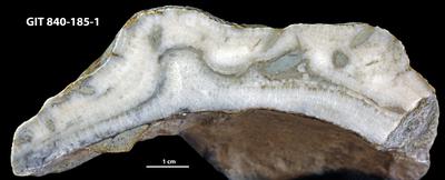 <i></i><br />Hosholm, tower outcrop,  m, Pirgu Stage