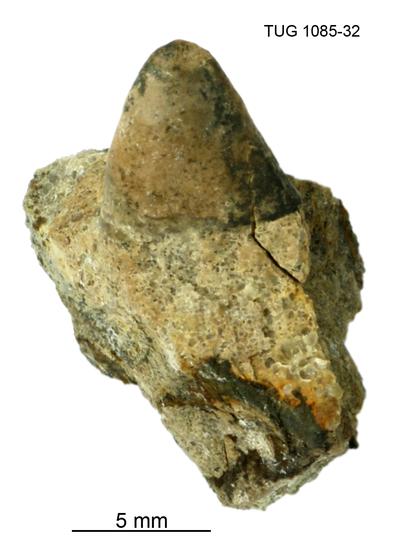 https://files.geocollections.info/large/74/3b/743b6e95-2a14-473a-88d0-32b2c0e36f5d.jpg