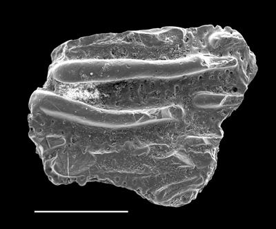 https://files.geocollections.info/large/74/78/74789bf5-5c2c-4c1d-81c8-ecb13b99cb55.jpg