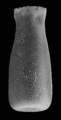 <i><i>Lagenochitina tumida</i></i><br />Kerguta 565 borehole, 178.22 m, Aseri Formation (544-16)